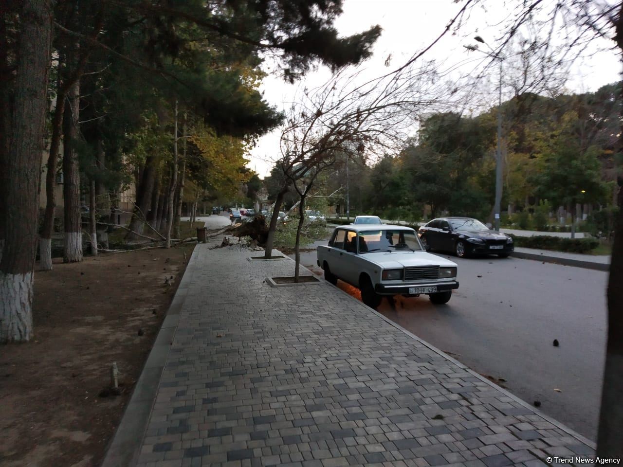 Bakıda güclü külək ağacları kökündən çıxardı (FOTO) - Gallery Image