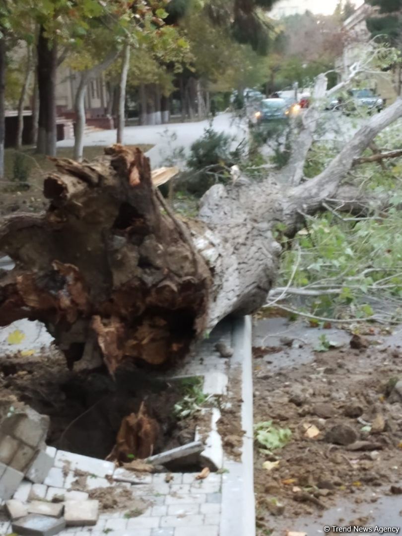Bakıda güclü külək ağacları kökündən çıxardı (FOTO) - Gallery Image