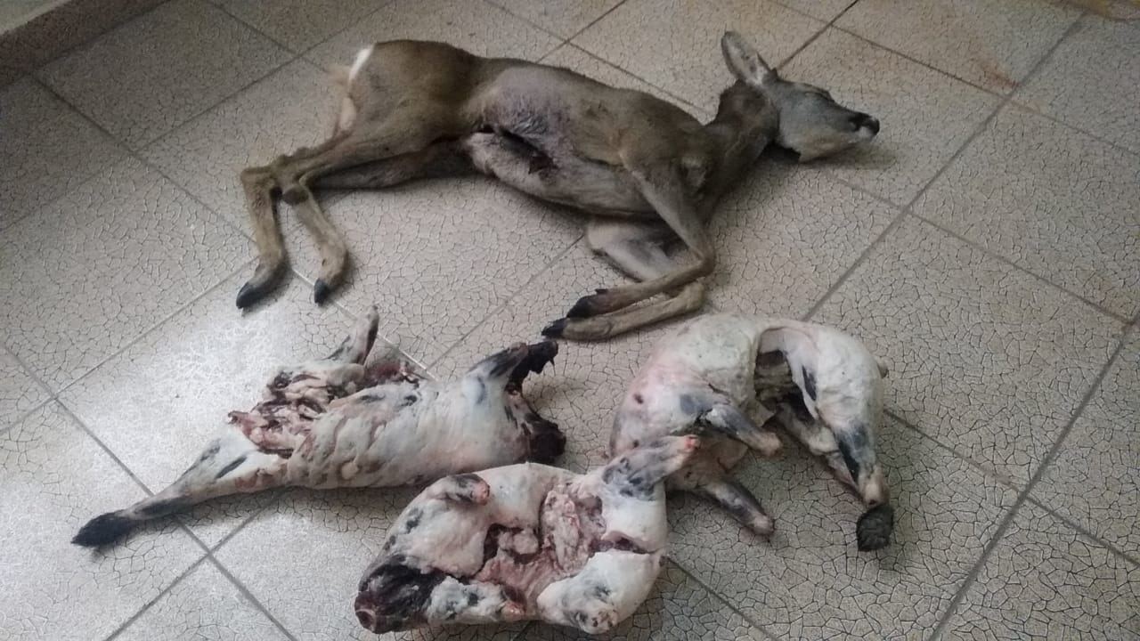 İsmayıllıda qanunsuz cüyür və porsuq ovlayan şəxs saxlanılıb (FOTO) - Gallery Image