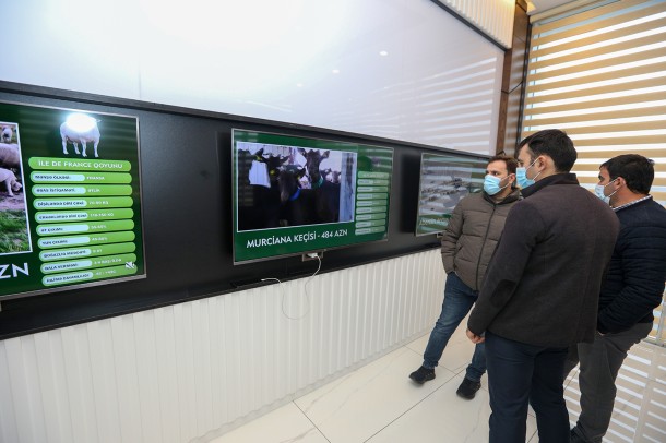 Qobustan Heyvandarlıq Nümayiş Kompleksi istifadəyə verildi- FOTOLAR