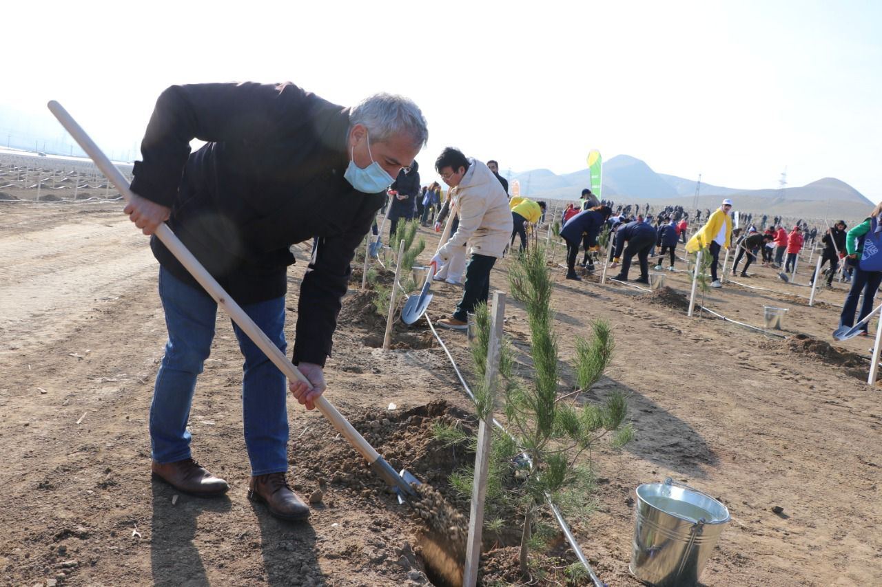 Xocasəndə 2000-dən çox ağac əkilib (FOTO) - Gallery Image