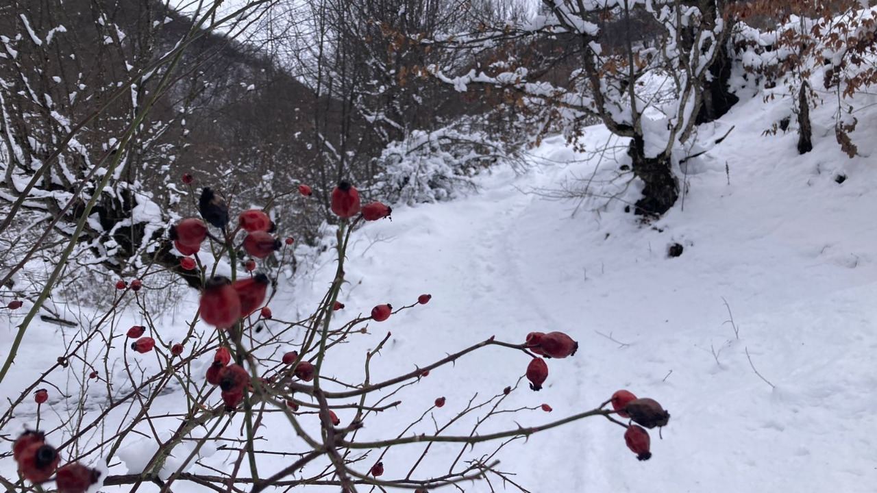 Göygöl, Şahdağ və Altıağac milli parklarına qar yağıb - Maraqlı görüntülər (FOTO/VİDEO) - Gallery Image