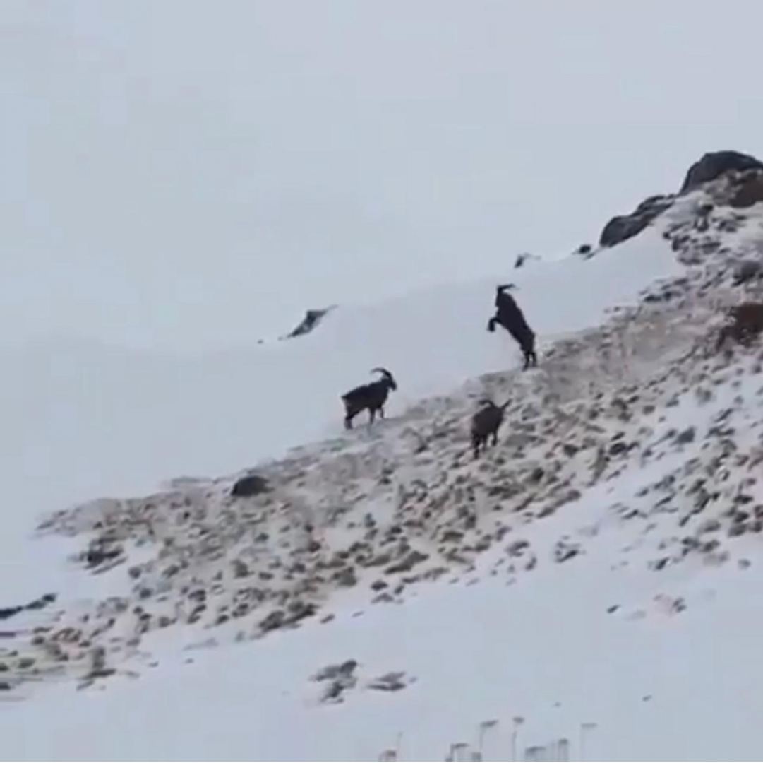 Göygöl, Şahdağ və Altıağac milli parklarına qar yağıb - Maraqlı görüntülər (FOTO/VİDEO) - Gallery Image