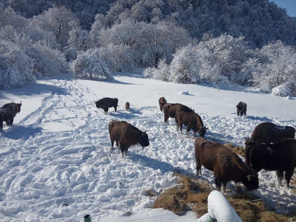 Göygöl, Şahdağ və Altıağac milli parklarına qar yağıb - Maraqlı görüntülər (FOTO/VİDEO) - Gallery Image